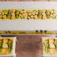 Cuscini per Sedie Coprisedia 6 Pezzi Fruit - Limone e Ananas