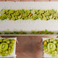 Cuscini per Sedie Coprisedia 6 Pezzi Fruit - Kiwi e Uva