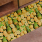 Tappeto Cucina Antiscivolo Passatoia Cucina lavabile, Cucina Fruit - Limone e Ananas